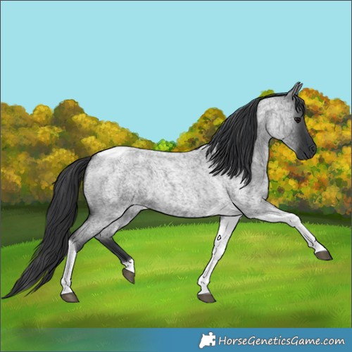 Horse Color:Blue Roan Tobiano