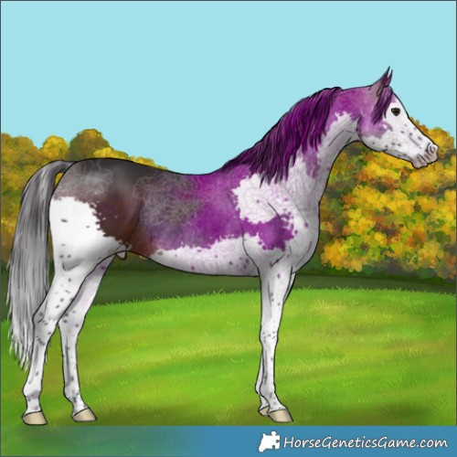 Horse Color:White Spotted Brown Splash Rabicano 