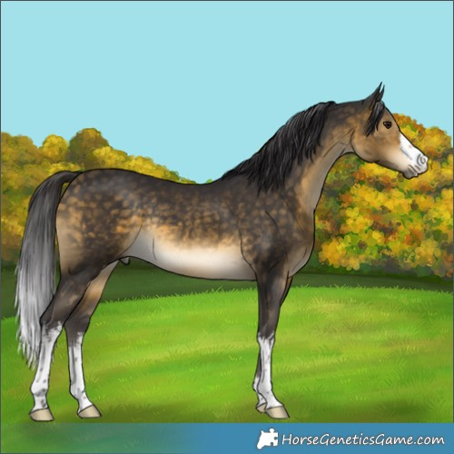 Horse Color:White Spotted Buckskin Rabicano 