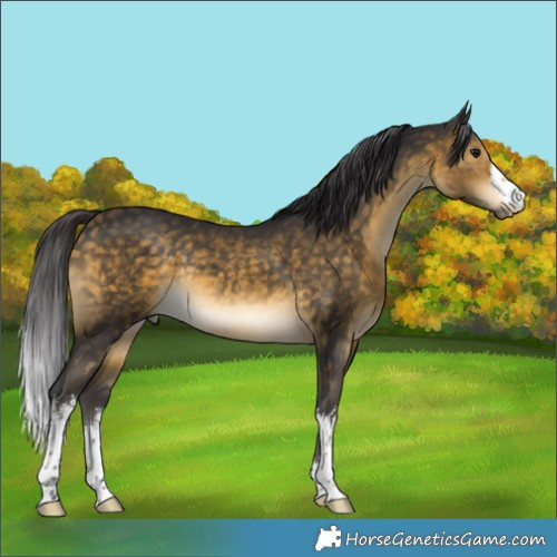 Horse Color:White Spotted Buckskin Rabicano 