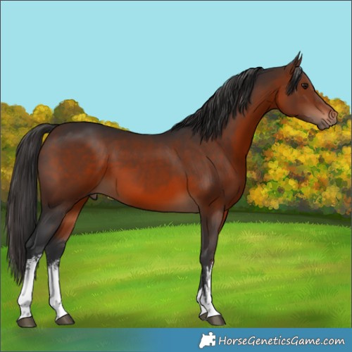 Horse Color:White Spotted Brown 