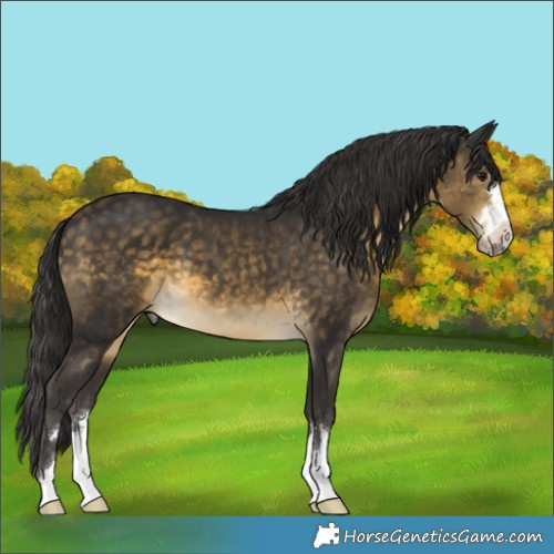 Horse Color:Buckskin 