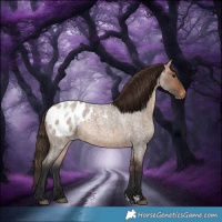 Horse Color:Bay Roan Dun Appaloosa 