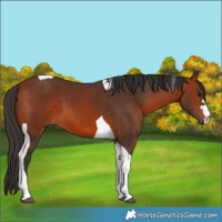 Horse Color:Bay Tobiano 