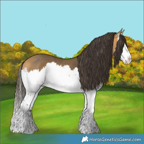 Horse Color:Buckskin Splash 