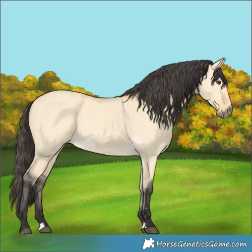 Horse Color:Buckskin Dun 