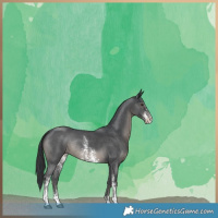 Horse Color:Black Sabino Rabicano 