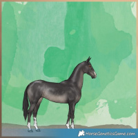 Horse Color:Smoky Black Rabicano 
