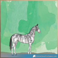 Horse Color:Smoky Black Sabino Rabicano