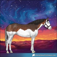 Horse Color:Brown Splash 