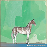 Horse Color:Silver Brown Sabino Rabicano 