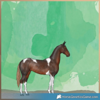 Horse Color:Liver Chestnut Tobiano Rabicano 