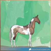 Horse Color:Silver Brown Dun Tobiano Rabicano