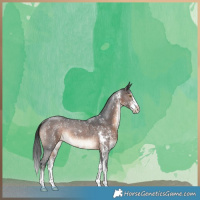 Horse Color:Brown Sabino Rabicano