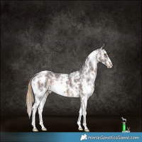 Horse Color:Liver Chestnut Sabino Rabicano 