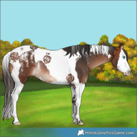 Horse Color:Powder White Bay Splash Tobiano Rabicano 