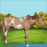 Horse Color:Powder White Red Dun Splash Frame Rabicano 