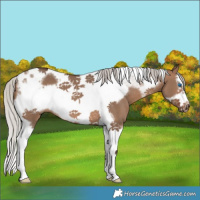 Horse Color:Silver Brown Dun Splash Tobiano Frame Rabicano 