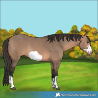 Horse Color:Brown Dun Frame Rabicano 