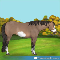 Horse Color:Brown Dun Frame Rabicano