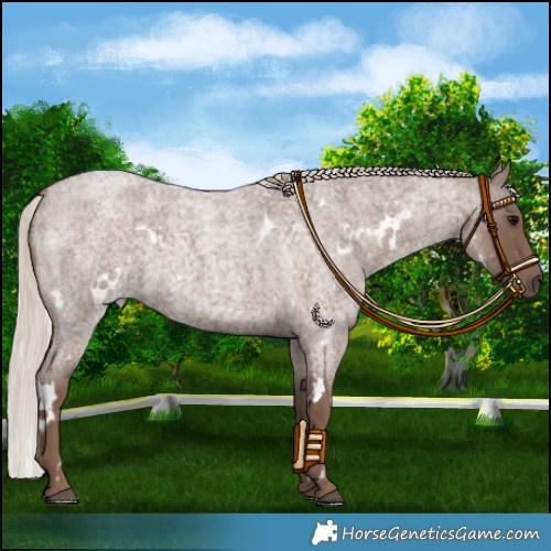 Horse Color:White Spotted Silver Blue Roan 