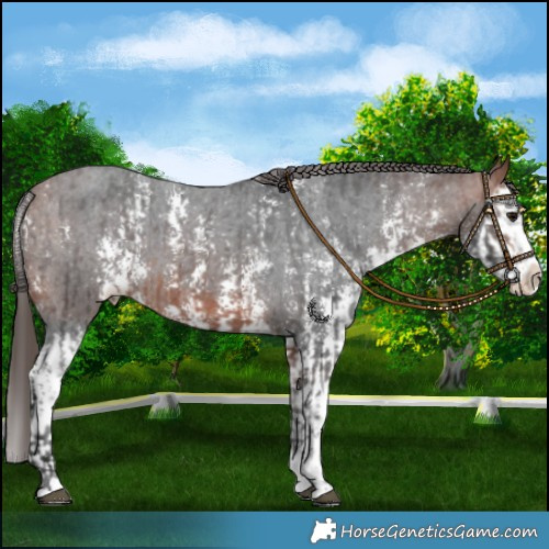 Horse Color:Bay Sabino Splash Appaloosa  and Bay Sabino Splash Appaloosa 
