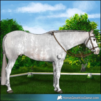 Horse Color:Bay Sabino Splash Varnish  and Bay Sabino Splash Varnish 