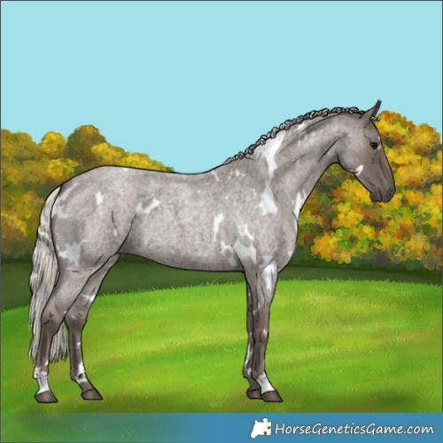 Horse Color:White Spotted Silver Blue Roan 