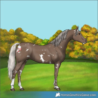 Horse Color:White Spotted Silver Black Tobiano 