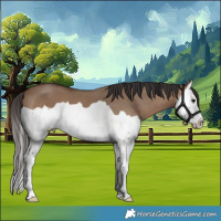 Horse Color:Brown Dun Splash 