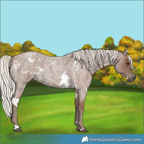 Horse Color:White Spotted Silver Blue Roan