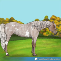 Horse Color:White Spotted Silver Blue Roan 