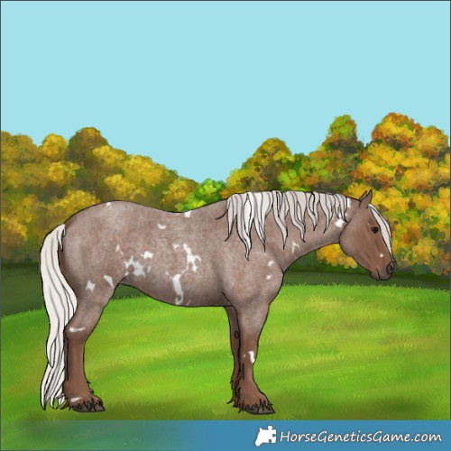 Horse Color:White Spotted Silver Blue Roan 