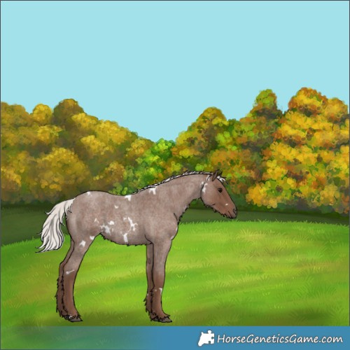 Horse Color:White Spotted Silver Blue Roan 