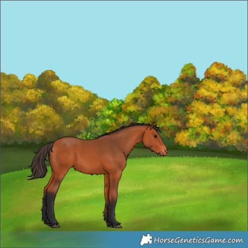 Horse Color:Bay Appaloosa