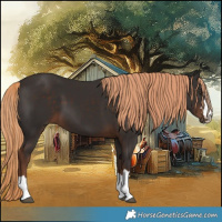 Horse Color:Liver Chestnut 