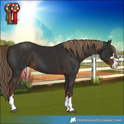 Horse Color:Liver Chestnut 