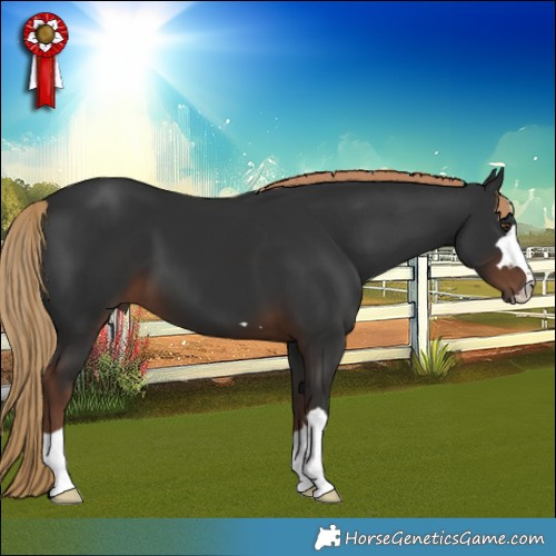 Horse Color:Liver Chestnut 
