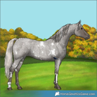 Horse Color:White Spotted Silver Blue Roan 