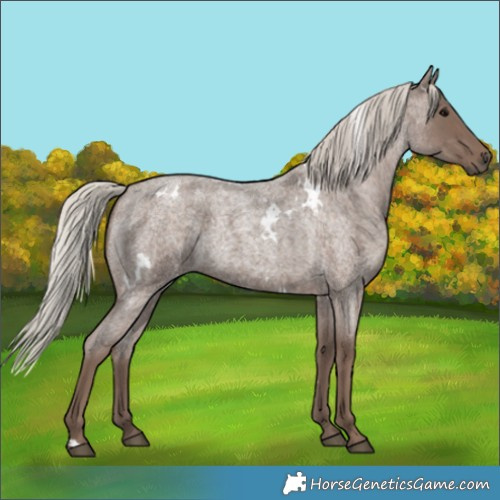 Horse Color:White Spotted Silver Blue Roan 