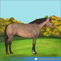 Horse Color:Bay Dun  and Bay Dun 