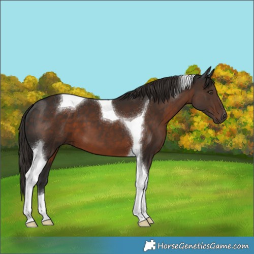 Horse Color:Liver Chestnut Tobiano 