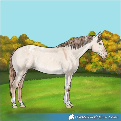 Horse Color:White Spotted Gold Champagne Dun Tobiano Appaloosa Rabicano