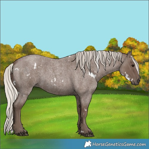 Horse Color:White Spotted Silver Blue Roan