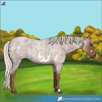 Horse Color:White Spotted Silver Blue Roan