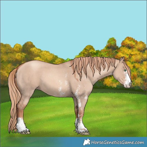 Horse Color:Gold Champagne Dun Sabino