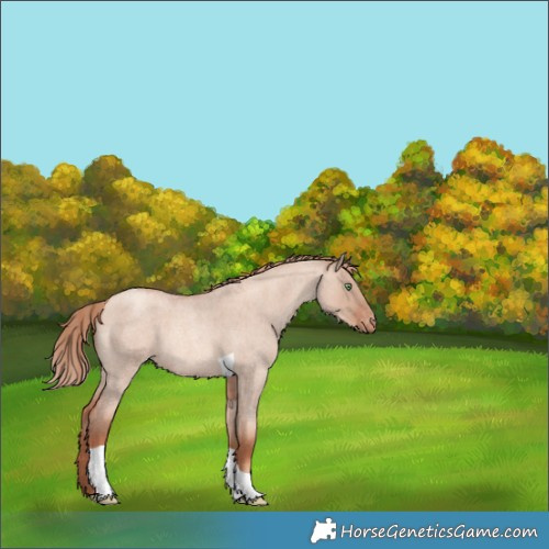 Horse Color:Gold Champagne Roan Dun Tobiano Appaloosa 