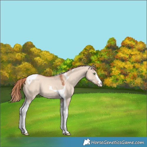 Horse Color:White Spotted Gold Champagne Dun Tobiano 