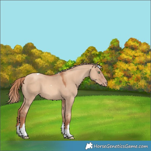 Horse Color:White Spotted Gold Champagne Dun Tobiano 