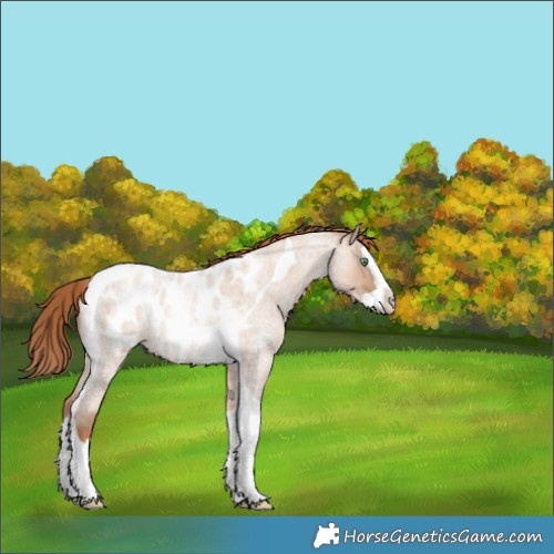 Horse Color:Gold Champagne Roan Dun Splash Tobiano Appaloosa Rabicano 